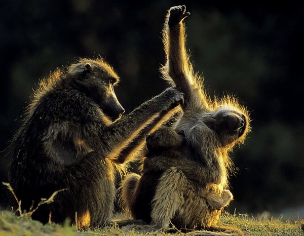 wild-animals-offspring-10
